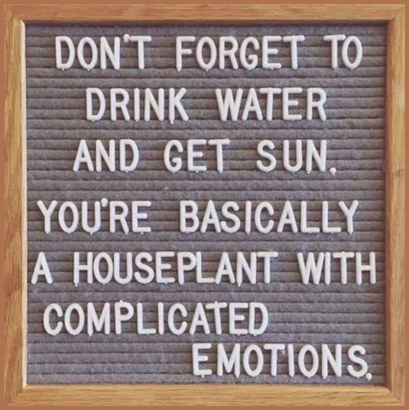 Don't forget to drink water and get sun. You're basically a houseplant with complicated emotions. 